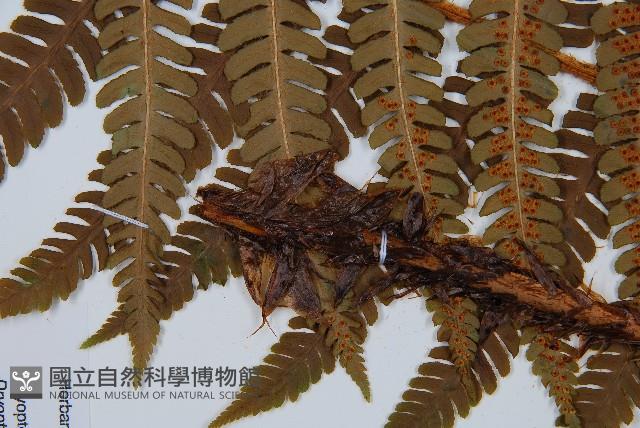 綿馬鱗毛蕨藏品圖，第4張