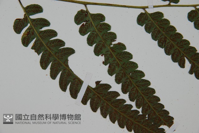廣葉鋸齒雙蓋蕨藏品圖，第4張