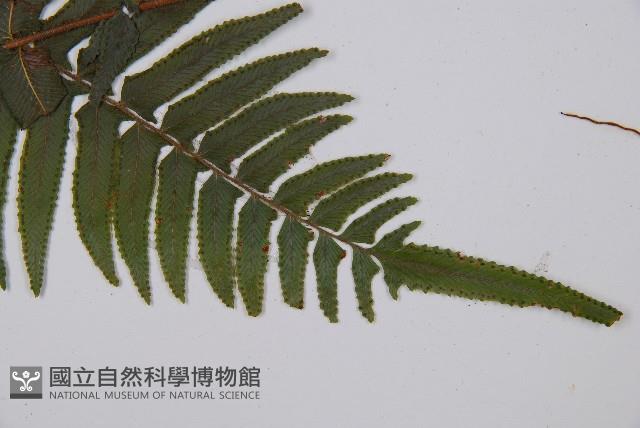 虎克氏鱗蓋蕨藏品圖，第5張