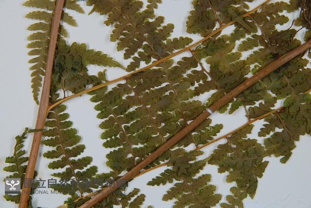 刺柄碗蕨藏品圖，第5張