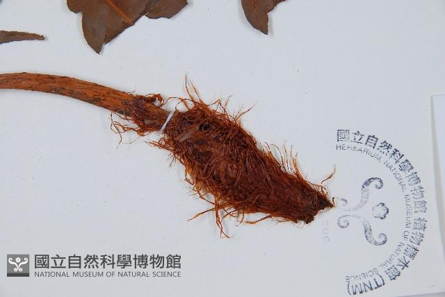 日本狗脊蕨藏品圖，第5張