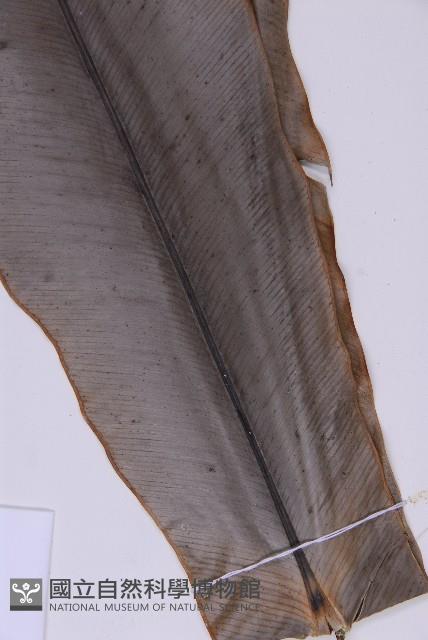 臺灣山蘇花藏品圖，第5張