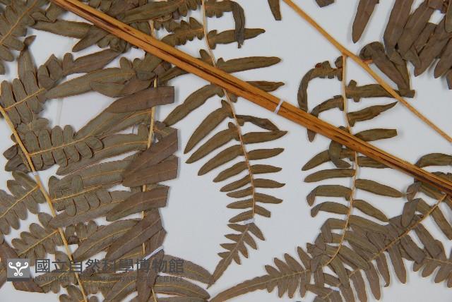 蕨藏品圖，第5張