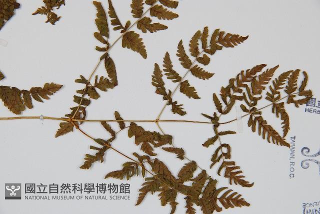 細裂羽節蕨藏品圖，第5張