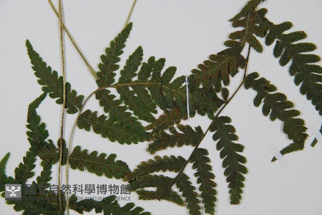 岩生蹄蓋蕨藏品圖，第5張