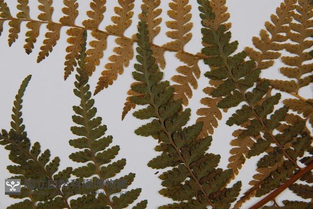 熱帶鱗蓋蕨藏品圖，第5張