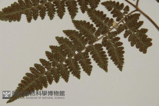 腫足蕨藏品圖，第5張