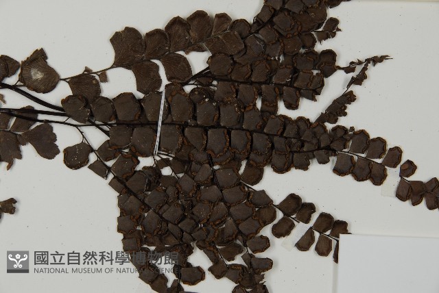 扇葉鐵線蕨藏品圖，第4張