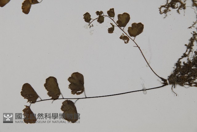半月形鐵線蕨藏品圖，第5張