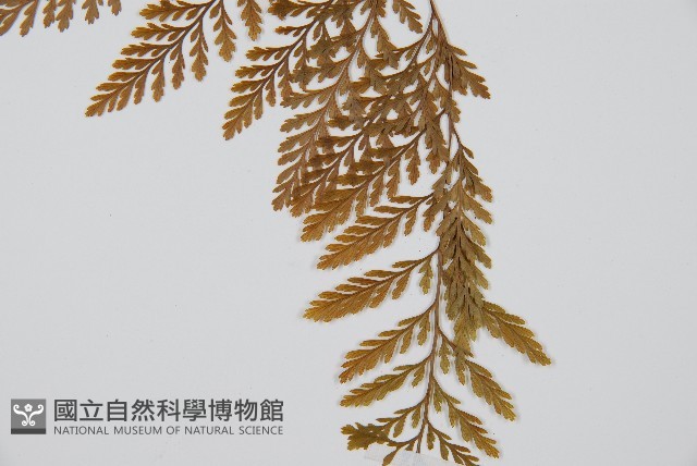 海州骨碎補藏品圖，第5張