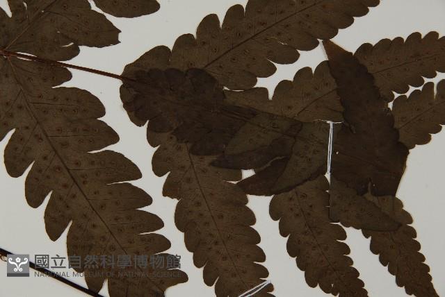 陰地三叉蕨藏品圖，第5張