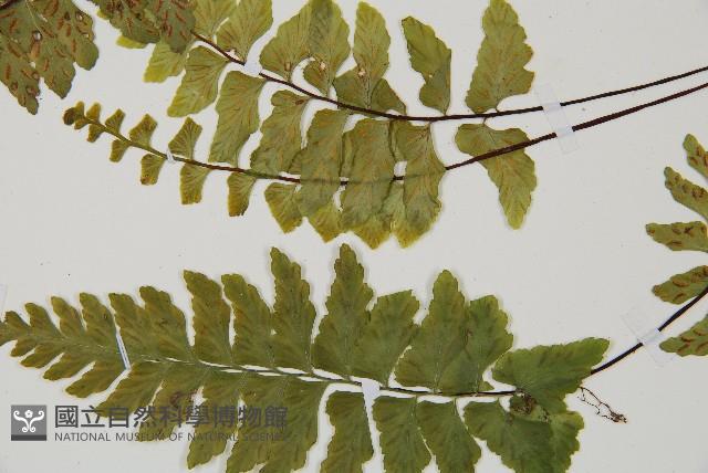 小鐵角蕨藏品圖，第5張