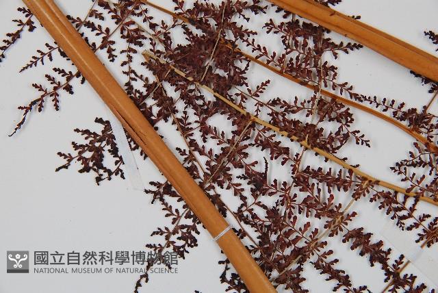 鳳尾蕨藏品圖，第5張