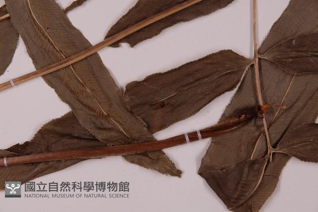 華鳳丫蕨藏品圖，第5張