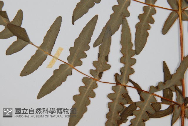 栗蕨藏品圖，第5張