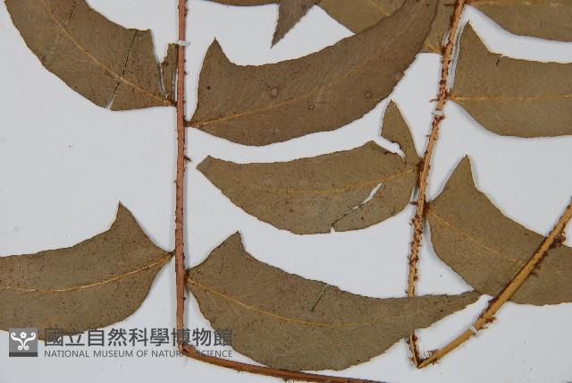 鐮羽貫眾藏品圖，第5張