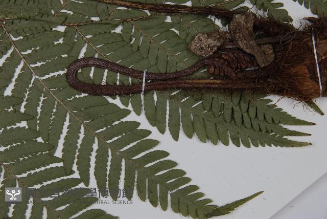 肋毛蕨藏品圖，第5張