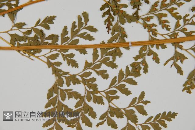 大膜蓋蕨藏品圖，第5張