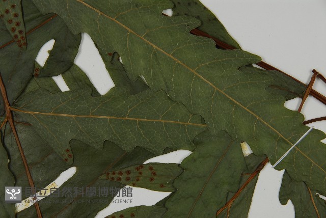蛇脈三叉蕨藏品圖，第5張