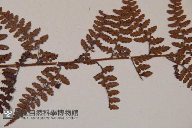 熱帶鱗蓋蕨藏品圖，第5張