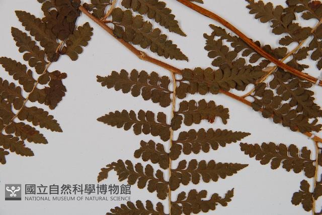 刺柄碗蕨藏品圖，第5張