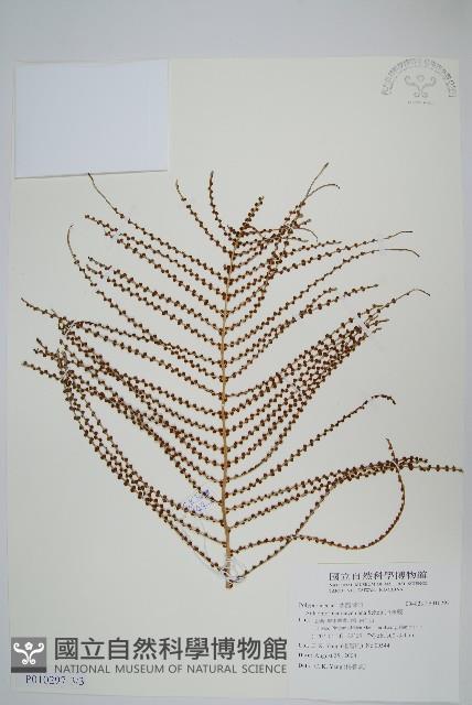 連珠蕨藏品圖，第5張