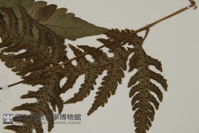 屏東擬肋毛蕨藏品圖，第5張