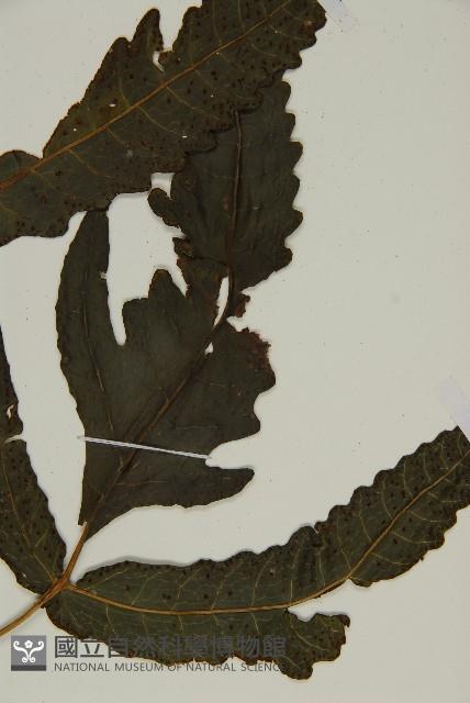 三叉蕨藏品圖，第5張