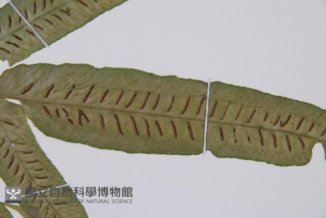 腸蕨藏品圖，第5張