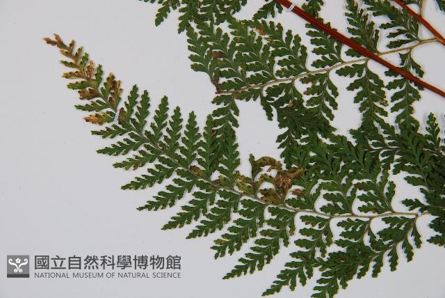 碗蕨藏品圖，第5張