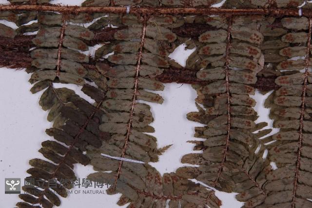 頂囊肋毛蕨藏品圖，第5張