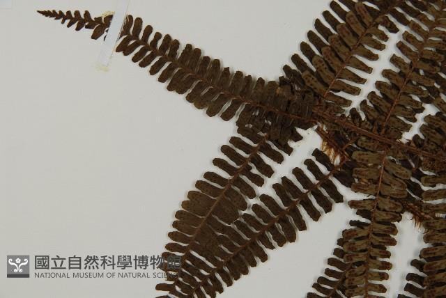 頂囊肋毛蕨藏品圖，第5張