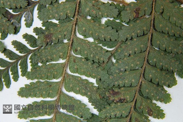 毛囊鱗蓋蕨藏品圖，第4張