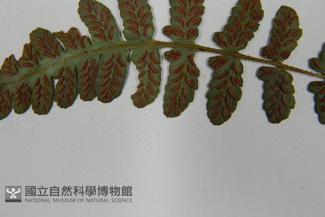 東洋蹄蓋蕨藏品圖，第5張