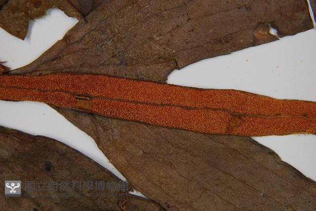 燕尾蕨藏品圖，第5張