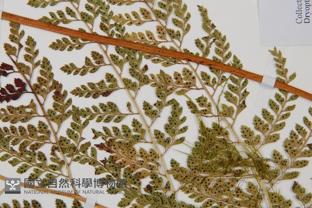 臺灣兩面複葉耳蕨藏品圖，第5張