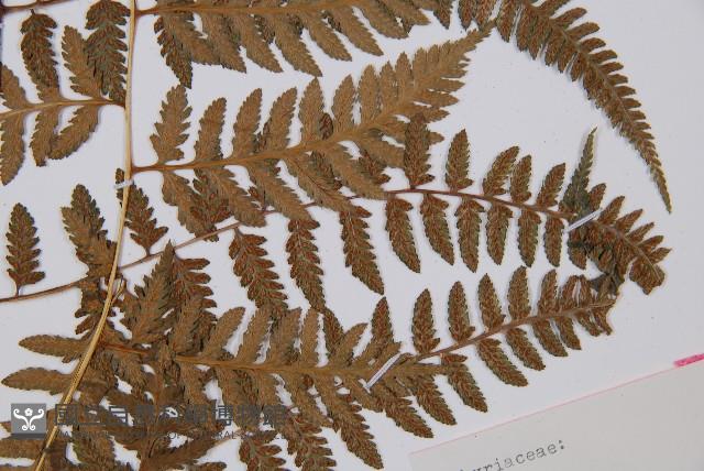 日本蹄蓋蕨藏品圖，第5張