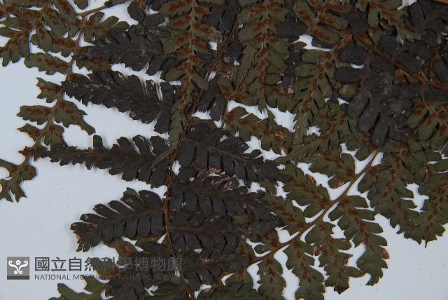 川上氏雙蓋蕨藏品圖，第5張