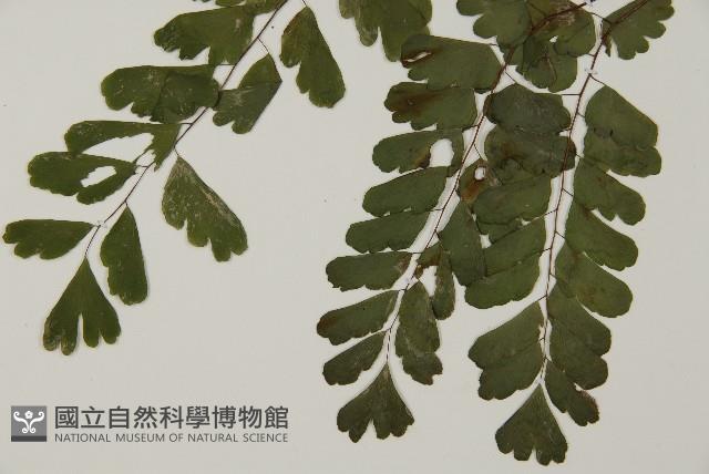 半月形鐵線蕨藏品圖，第5張