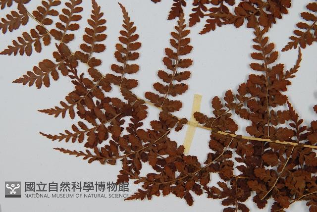 魚鱗蕨藏品圖，第5張