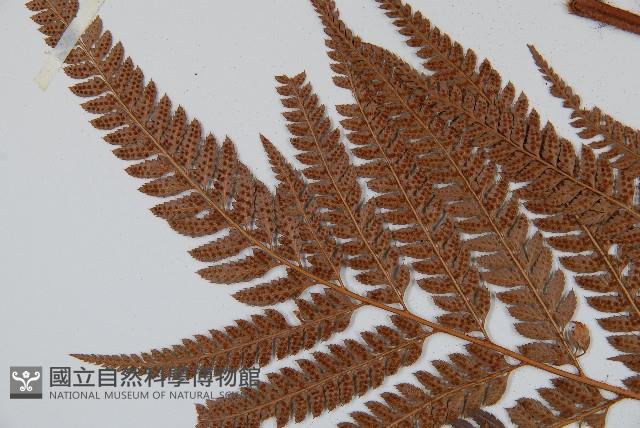 細葉複葉耳蕨藏品圖，第5張