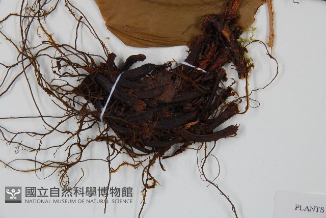 登錄號:P005637藏品圖，第5張