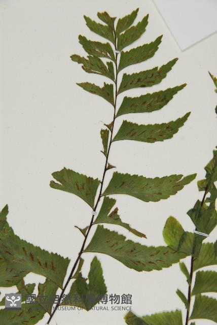 剪葉鐵角蕨藏品圖，第5張
