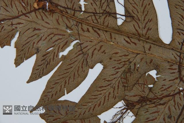 網脈雙蓋蕨藏品圖，第2張