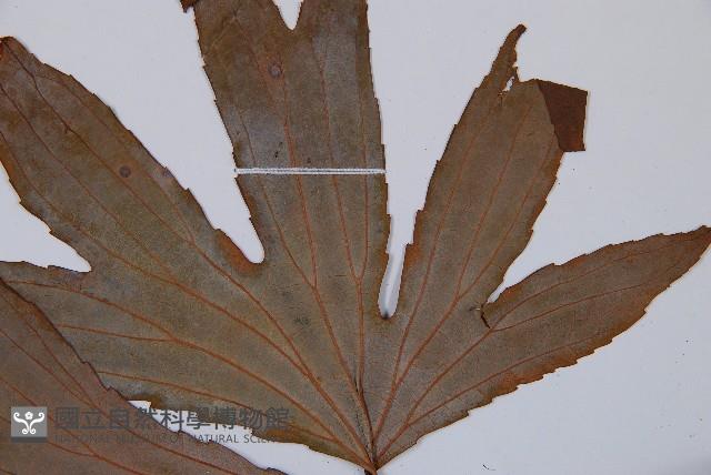 雙扇蕨藏品圖，第5張