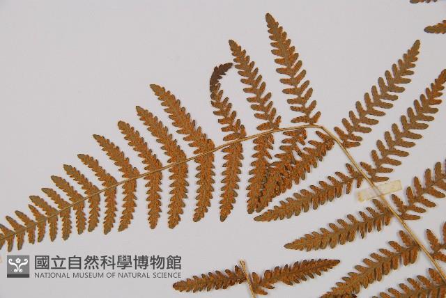 細葉姬蕨藏品圖，第8張