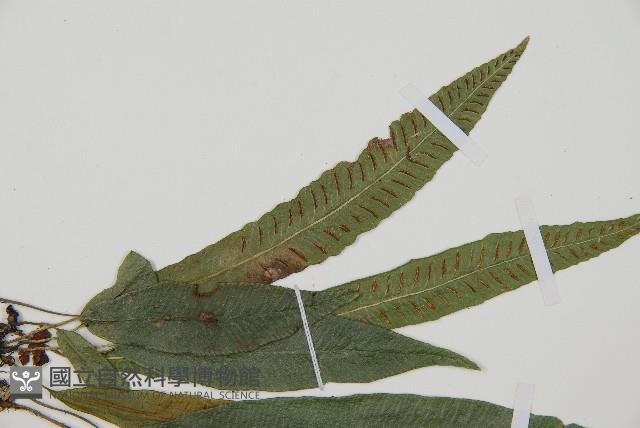 單葉雙蓋蕨藏品圖，第5張