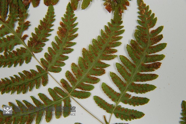 歐洲羽節蕨藏品圖，第5張