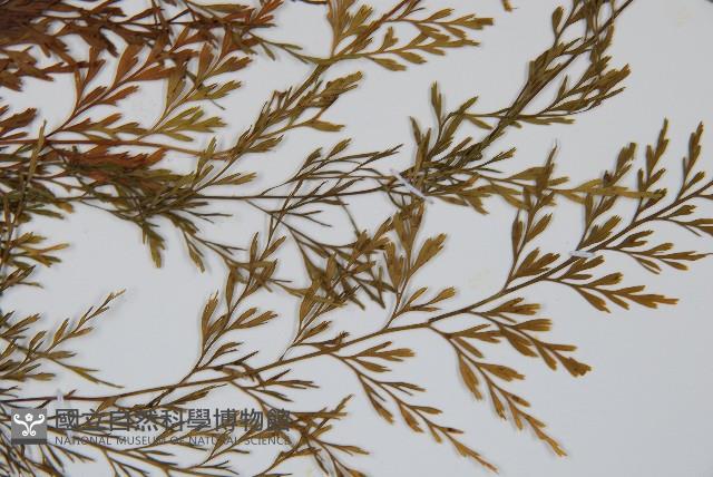 威氏鐵角蕨藏品圖，第5張