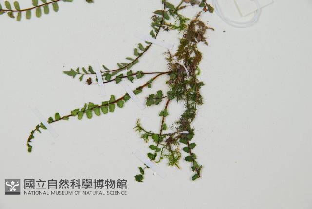 三翅鐵角蕨藏品圖，第5張